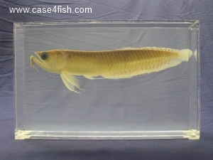 Foto Galerie/Osteoglossiformes/Osteoglossum bicirrhosum/Osteoglossum bicirrhosum_01_S.jpg